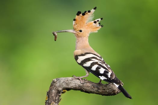 Wild eurasian hoopoe, upupa epops, sitting on a branch with open crest in summer forest. Orange bird perching still on a twig with insect larva in the beak.