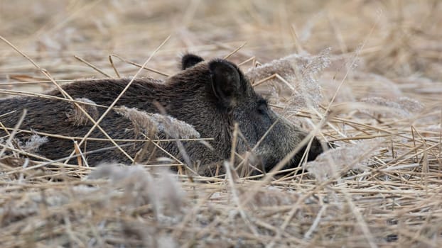 Wild boar, sus scrofa, lying on dry grassland in springtime nature. Brown swine sleeping on reeds in spring environment. Snout resting in wilderness.