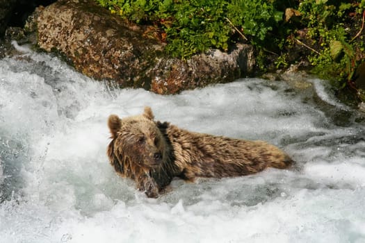 Wild brown bear, ursus arctos, bathing in a cold fast flowing water below waterfall in summer nature. Large mammal predator cooling itself on a hot sunny day. Animal wildlife in nature.