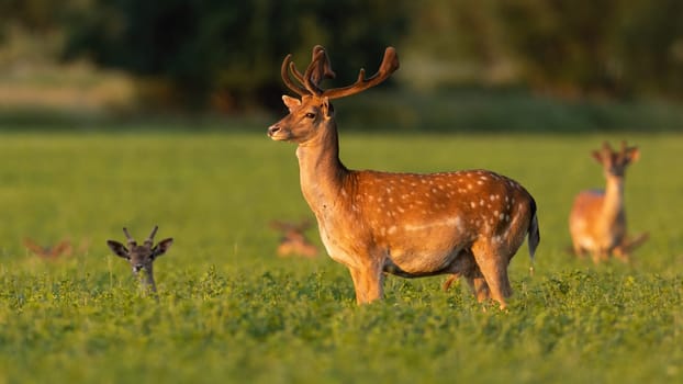 Fallow deer, dama dama, looking aside on clover in summer sunlight. Bunch of spotted mammals resting on meadow in sunlit. Stag with velvet antlers watching on grass.