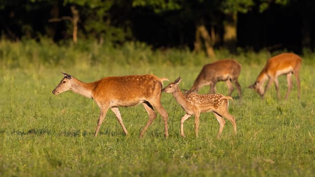 Little group of red deer, cervus elaphus, walking on grassland in summer. Baby mammal following mother on meadow. Hinds pasturing on glade in summertime sunlight