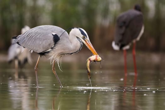 Grey heron, ardea cinerea, eating fish on wetland in springtime nature. Grey bird fishing in water from side. Feathered animal with long beak standing on lake.