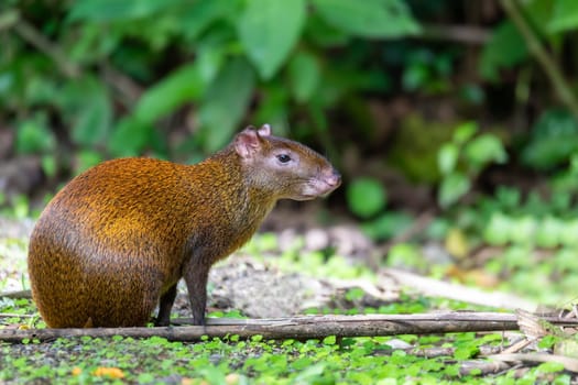 middle sized mammal Central American agouti (Dasyprocta punctata) in rainforest. La Fortuna Costa Rica wildlife