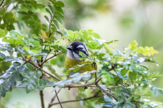 Sooty-capped bush tanager (Chlorospingus pileatus) perched on branch in the rainforests. San Gerardo de Dota, Wildlife and birdwatching in Costa Rica.