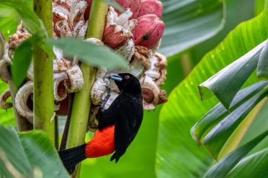 Black and red bird Scarlet-rumped tanager (Ramphocelus passerinii) feeding. La Fortuna, Volcano Arenal, Wildlife and birdwatching in Costa Rica.