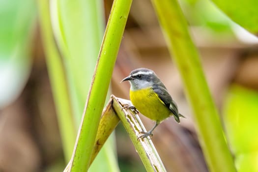 Small bird Bananaquit - Coereba flaveola, Bananaquit. La Fortuna, Volcano Arenal, Wildlife and birdwatching in Costa Rica.