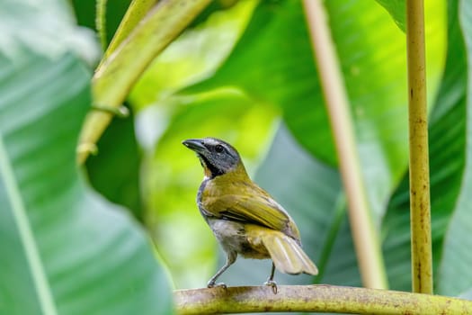 Buff-throated saltator, (Saltator maximus), exotic bird sitting on the branch in the green forest. Tropic tanager in the nature habitat. La Fortuna, Arenal, Wildlife and birdwatching in Costa Rica.