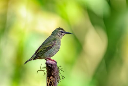 Female of bird Red-legged honeycreeper (Cyanerpes cyaneus), La Fortuna, Volcano Arenal, Wildlife and birdwatching in Costa Rica.