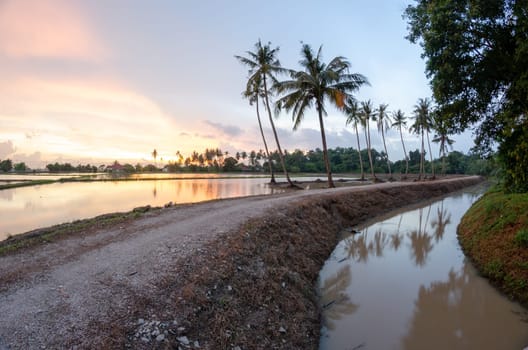 Row of coconut trees reflection in sunset near a rural path