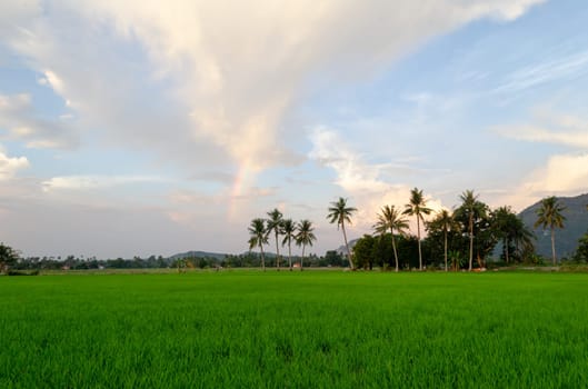 Beautiful cloud over green paddy field in sunrise morning