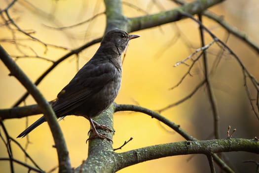 Common blackbird, turdus merula, sitting on wood in autumn nature. Songbird resting on tree in fall woodland. Female feathered animal looking on branch.