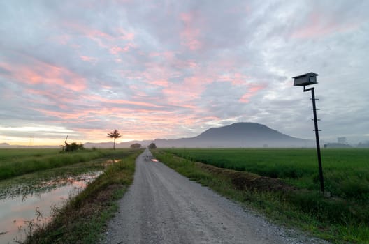 A path in paddy field in golden sunrise. Bird house in paddy field