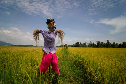 Scarecrow in Malays costume at paddy field