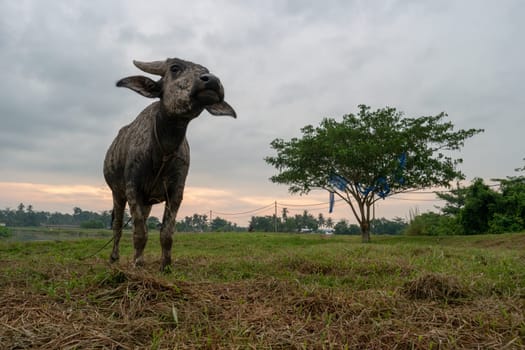Buffalo at the rural village at Malays kampung. Low angle view from floor