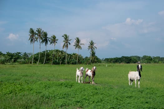 Goats walk. Background is paddy field and coconut plantation.