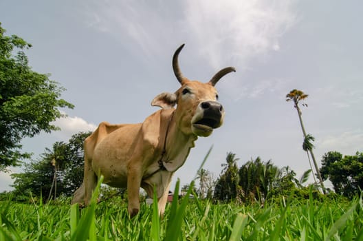 Cows is stand at green grass field. Low angle view