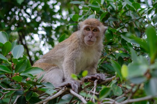 Long tailed macaque Monkey eat fruit at trees. Malaysia rainforest animal.