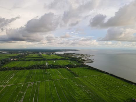 Aerial view rain cloud evening at paddy field at Kuala Kurau, Malaysia