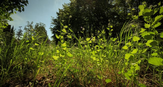 Wide scenic green panorama in spring