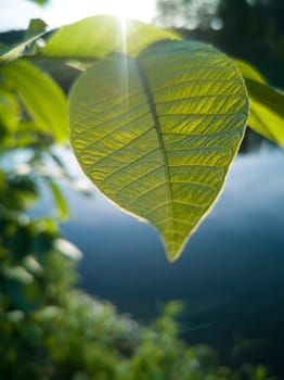 Leaf forest over water in spring