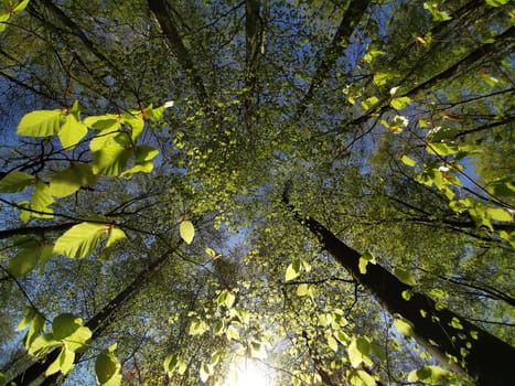 Wide scenic forest green panorama in spring