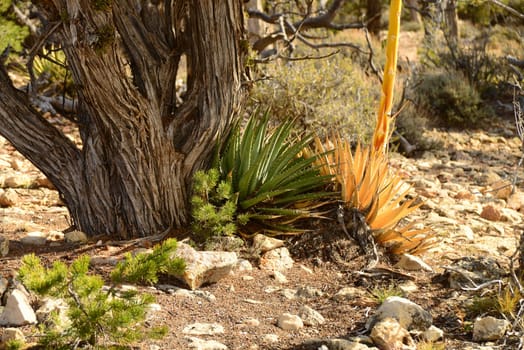 Century plants and Juniper tree in northern Arizona