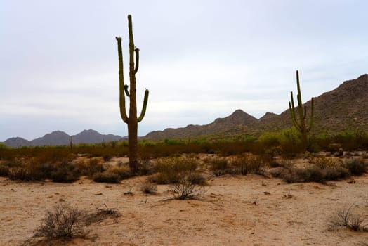 Saguaro Cactus cereus giganteus in Arizona Sonora desert San Tan Mountains