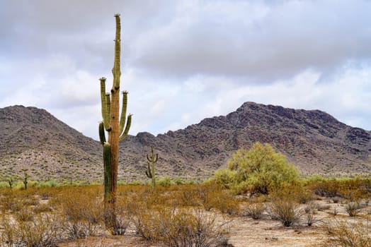 Saguaro Cactus cereus giganteus in Arizona Sonora desert San Tan mountains