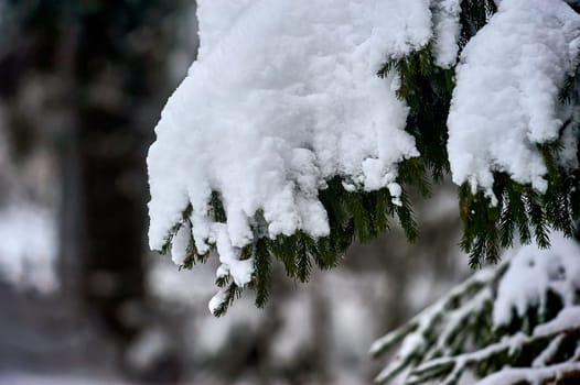Spruce branch covered with snow in the forest in winter. High quality photo