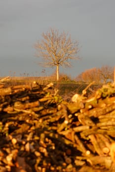 wood stock with young tree