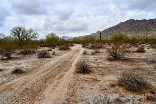 Early morning Sonora desert road with saguaro cactus
