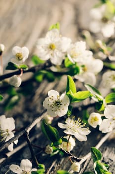 Spring blossom on rustic wooden plank