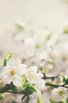 Closeup of spring blossom in retro style.