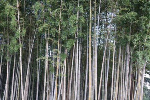 A tree in a forestundefined