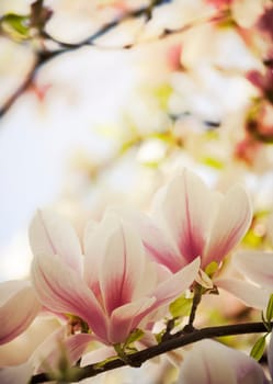 Beautiful magnolia flower in garden