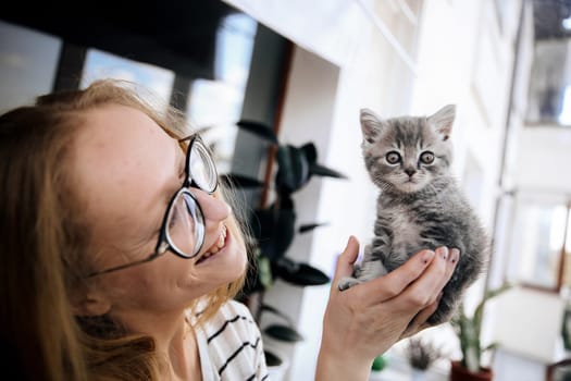 A woman in a striped blouse and glasses looks and holds a beautiful little kitten of the Scottish Street breed at home. The kitten looks up with an interested look.