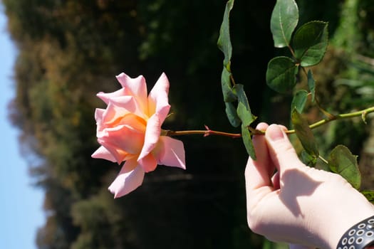 A hand holding a flowerundefined