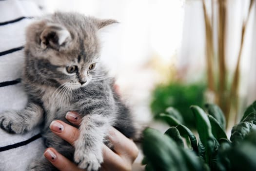 A woman in a striped blouse holds in her arms a beautiful little young kitten of the Scottish Straight breed at home on the balcony in self-isolation. The kitten look with an interested look at plants