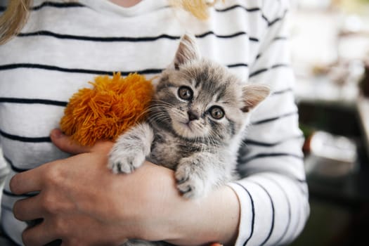 A woman in a striped blouse holds in her arms a beautiful little young kitten of the Scottish Straight breed at home on the balcony in self-isolation. The kitten looks with an interested look at various things, such as plants, household, etc.