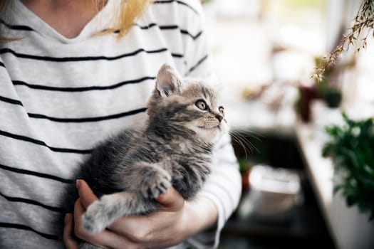 A woman in a striped blouse holds in her arms a beautiful little young kitten of the Scottish Straight breed at home on the balcony in self-isolation. The kitten looks with an interested look at various things, such as plants, household, etc.
