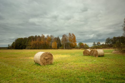 Hay bales in the meadow and autumn forest, Nowiny, Lubelskie, Poland