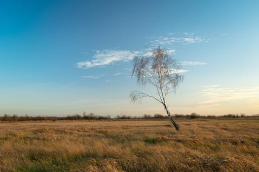 Lonely birch in a meadow and the blue sky, autumn day