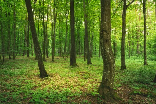 Mysterious spring green deciduous forest, Zarzecze, Lubelskie, Poland