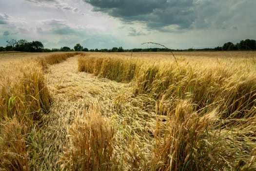 Destroyed grain by the storm, Nowiny, Lubelskie, Poland