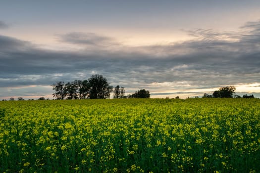 Yellow rape field and the evening sky, Czulczyce, Lubelskie, Poland
