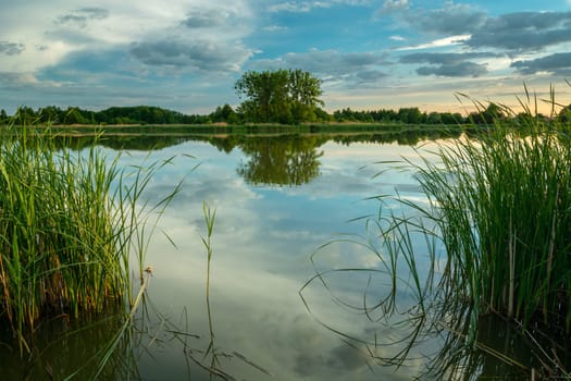 Reeds in the water, trees and clouds in the sky, Stankow, Lubelskie, Poland