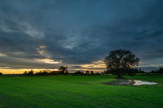 Green farmland and cloudy evening sky, Zarzecze, Lubelskie, Poland