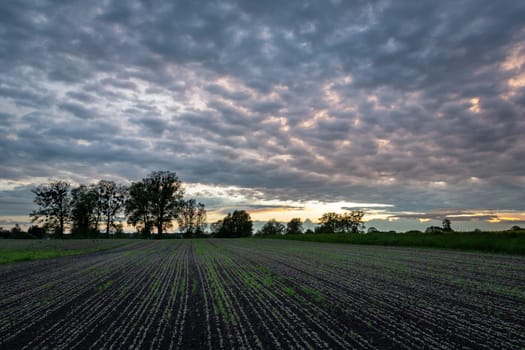 Seedlings in the field and the evening sky, Zarzecze, Lubelskie, Poland