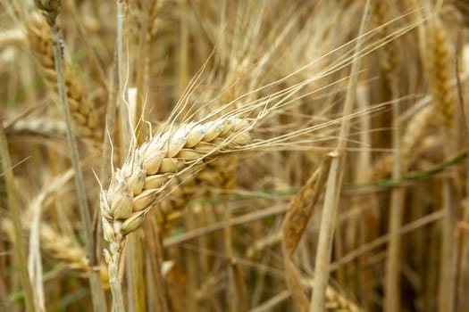 Close-up of a golden ear of grain, summer view
