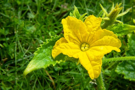 Yellow flower of the garden green cucumber, top view